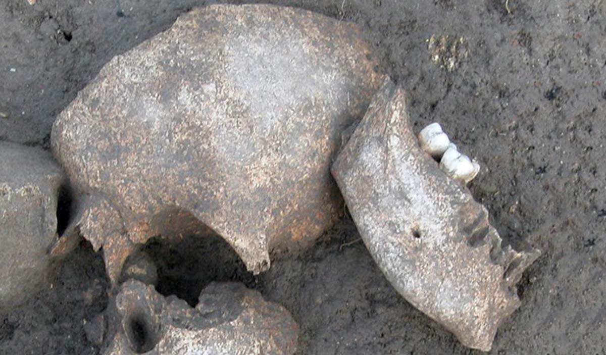embalmed celtic skull