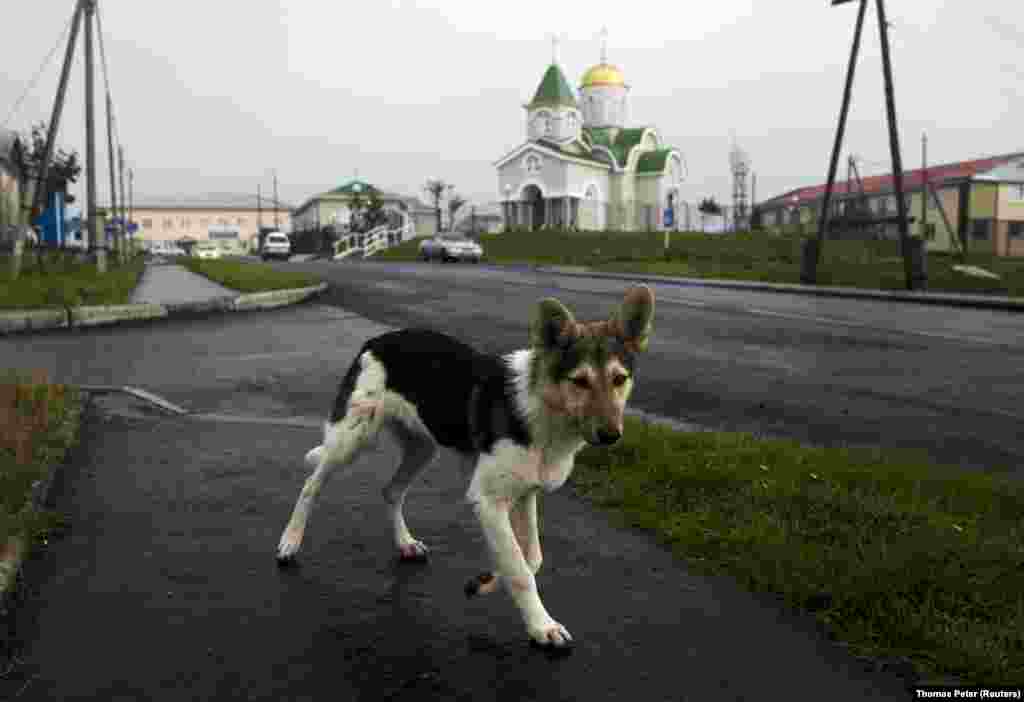 A young dog sidesteps a Reuters photographer on Kunashir Island, one of four islands that Russia has settled but Japan calls its Northern Territories. Kunashir lies just 20 kilometers from the Japanese mainland.  