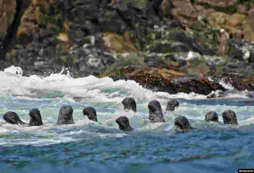 Seals swimming off Kunashir Island. Waters around the disputed islands teem with sea life worth an estimated $4 billion per year in potential fisheries value. Japanese authorities have vowed to carefully exploit the fishing and tourism potential of the Kuriles if Russia returns the four islands. 