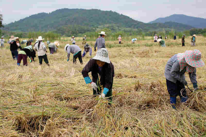 Thai farmers cultivate rice near Chiang Saen. Thailand is the largest rice exporter in the world.