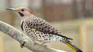 Yellow-shafted Flicker, Northern Flicker, Colaptes auratus. 