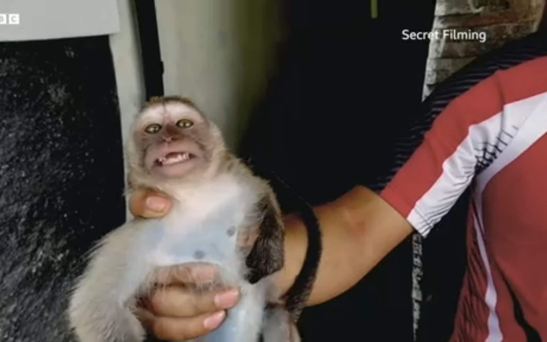 Abuse of monkeys